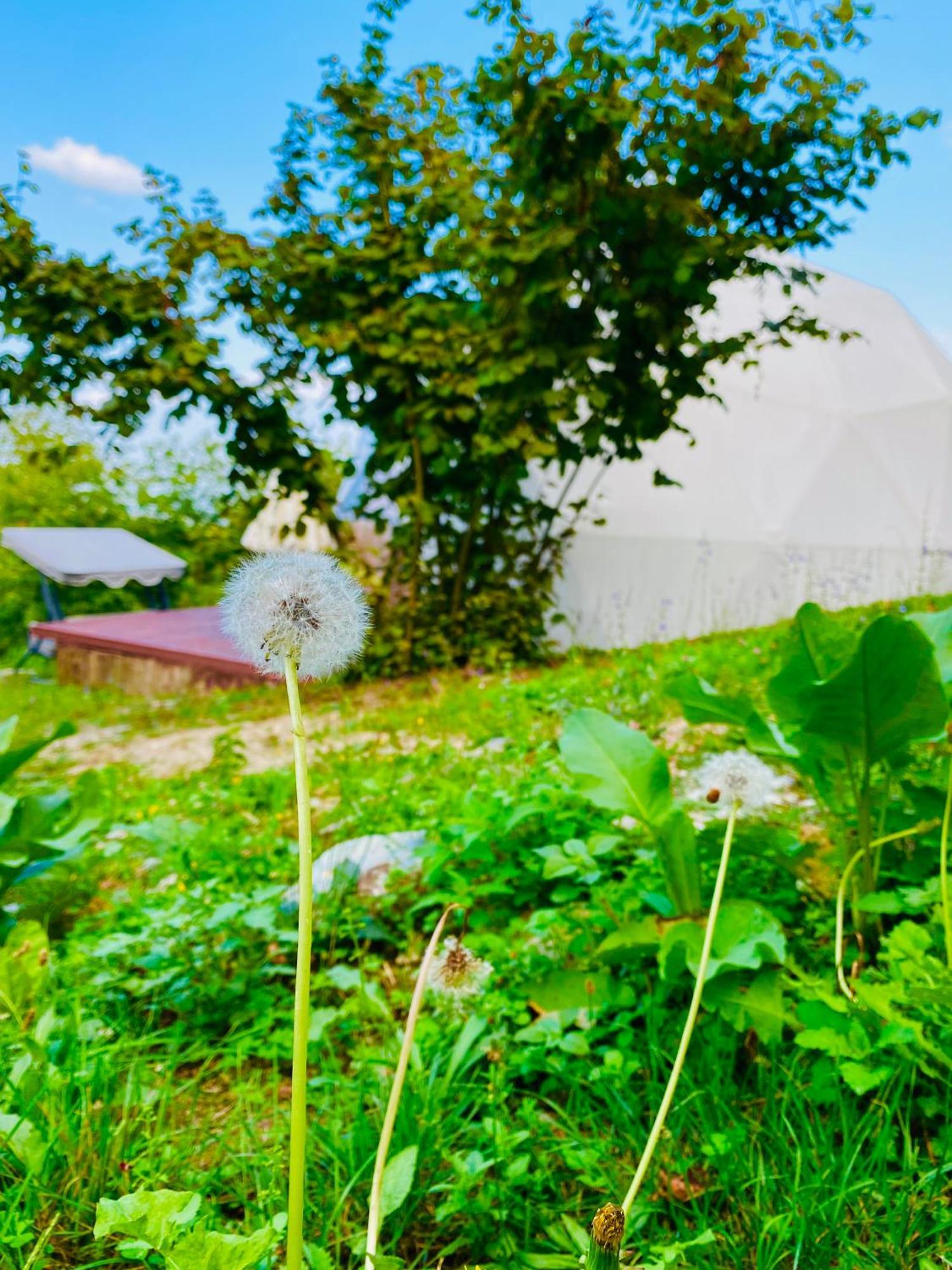 Phalesia Glamping Otel Sapanca Bagian luar foto